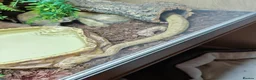 Python Snake reptiles for sale: Royal Python & Viv for sale in Middlesbrough - Advert 3