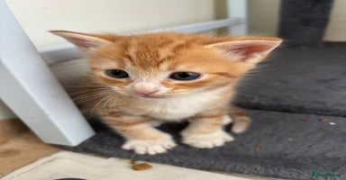 British Shorthair cats Ginger and white cats - Advert 14