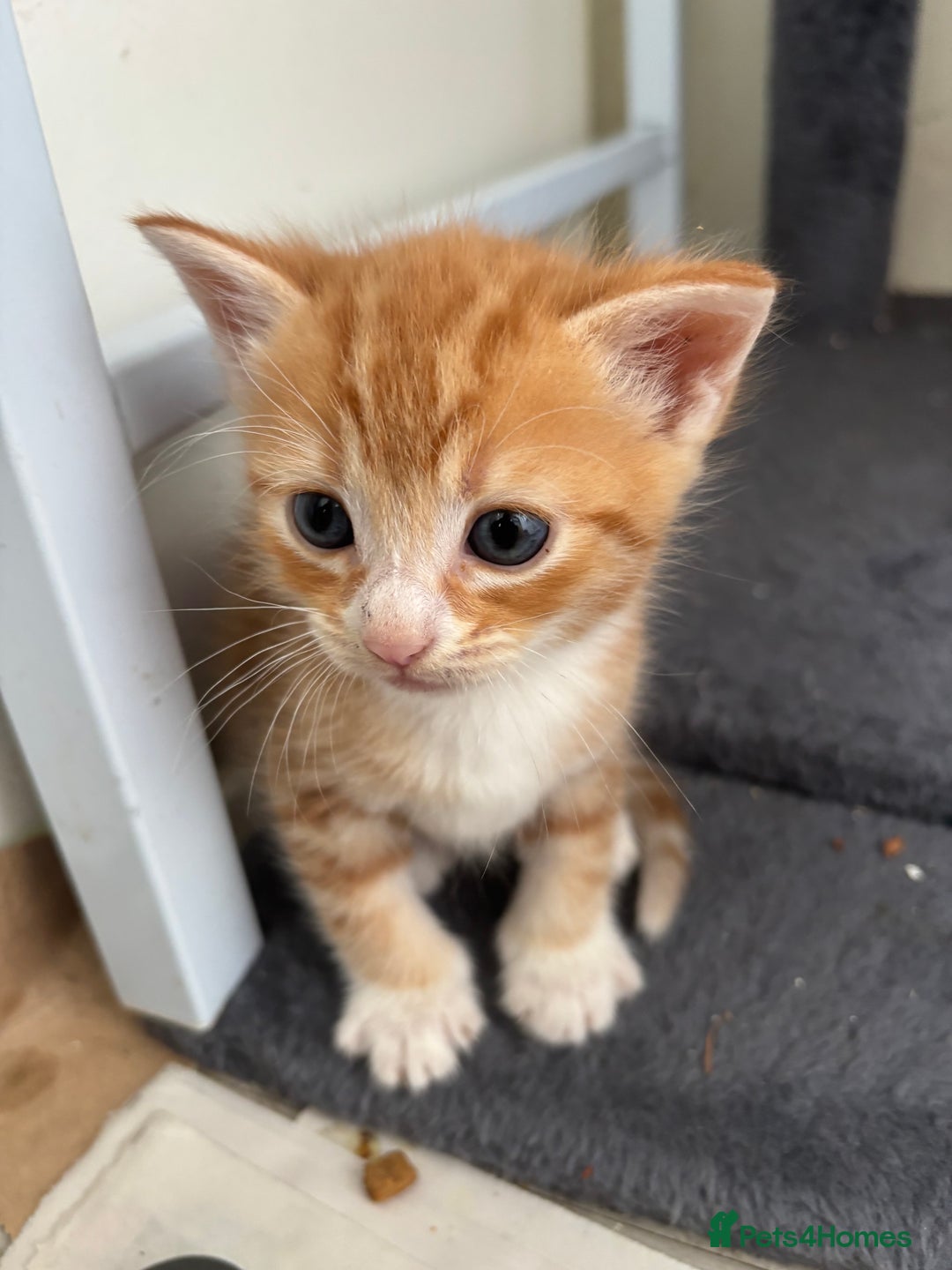 British Shorthair cats for sale: Ginger and white cats - Image 1