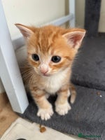 British Shorthair cats Ginger and white cats - Advert 4