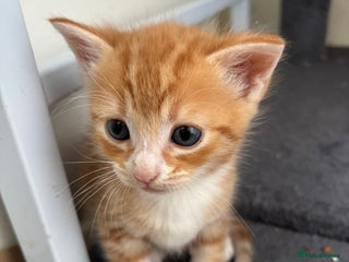 British Shorthair cats for sale - Advert 1