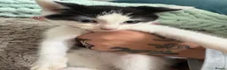 Ragdoll cats for sale: Ragdoll cross  in Selby - Advert 8