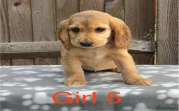 Cocker Spaniel dogs for sale: Cocker spaniel puppies - Image 5