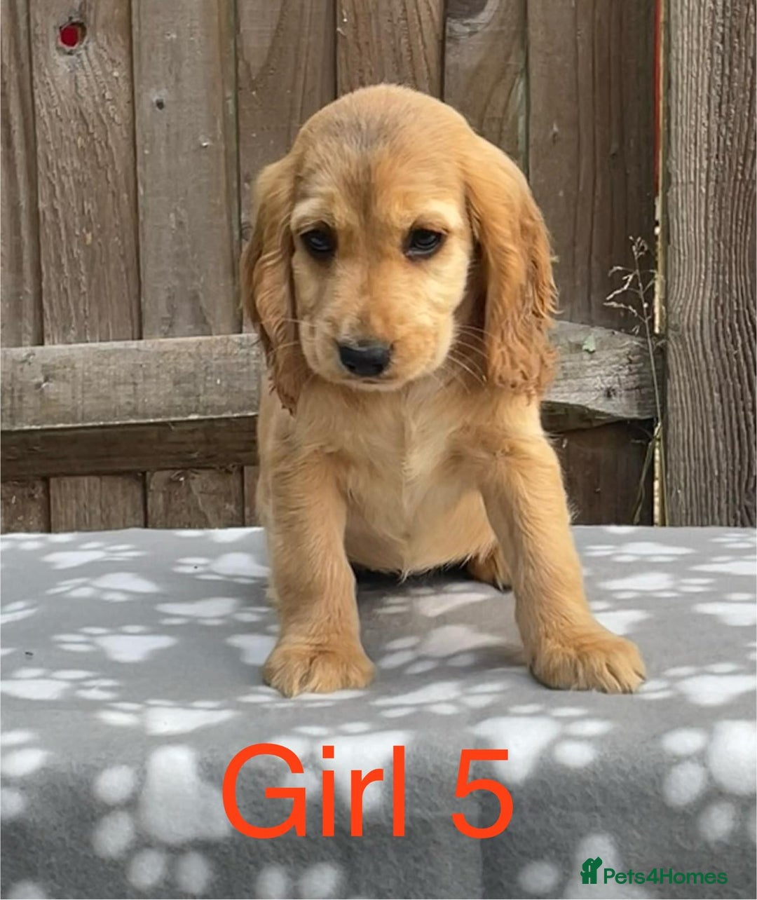 Cocker Spaniel dogs for sale: Cocker spaniel puppies - Image 5
