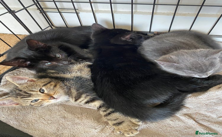 Mixed Breed cats - Advert 3