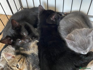 Mixed Breed cats - Advert 14