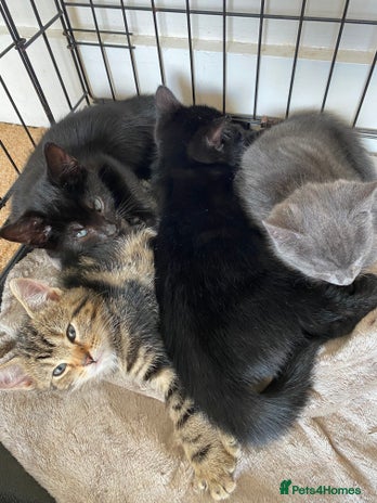 Mixed Breed cats - Advert 9