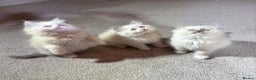 Ragdoll cats for sale: Blue GCCF pedigree Ragdoll kittens - Advert 1