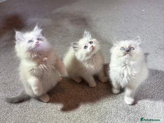 Ragdoll cats Blue GCCF pedigree Ragdoll kittens - Advert 1