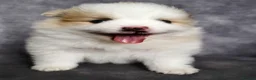 Pomeranian dogs for sale: Beautiful Pomeranian Puppies – Harrow in Harrow - Advert 5