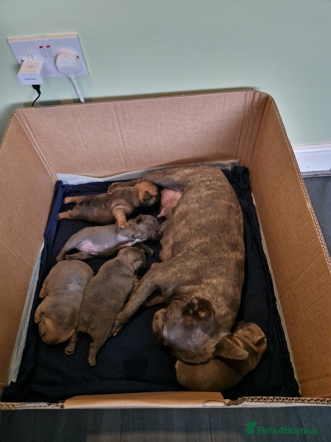 French Bulldog dogs for sale: 4 lovely French Bulldog puppies for sale . - Image 20