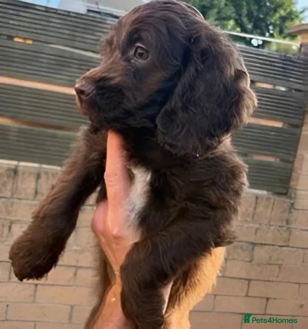 Sproodle dogs for sale: Female sproodle - Advert 3