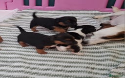 Jack Russell dogs for sale: Jack Russell pups - Image 2