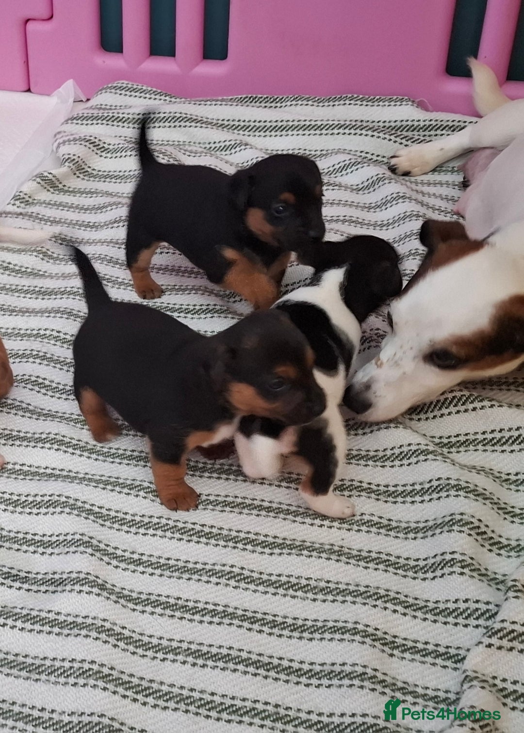 Jack Russell dogs for sale: Jack Russell pups - Image 2