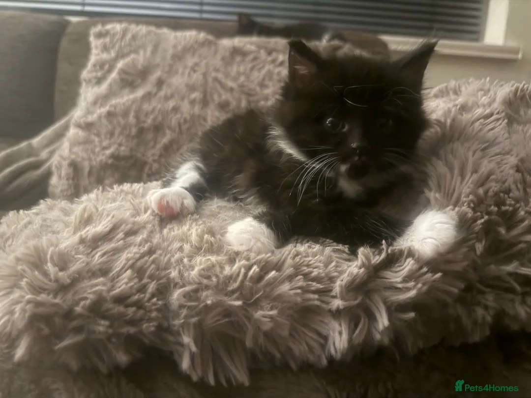 Mixed Breed cats for sale: Kittens for sale  in Horncastle - Advert 2