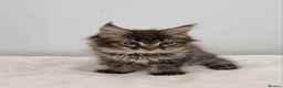 Maine Coon cats for sale: Pedigree Maine Coon Kittens GCCF REGISTERED  - Advert 9