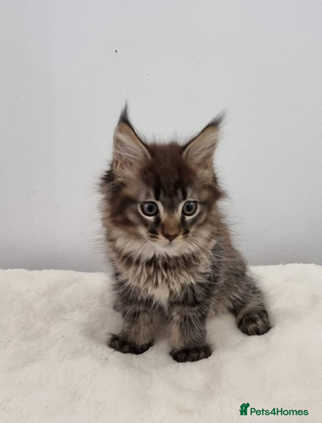 Maine Coon cats for sale: Pedigree Maine Coon Kittens GCCF REGISTERED  - Advert 9