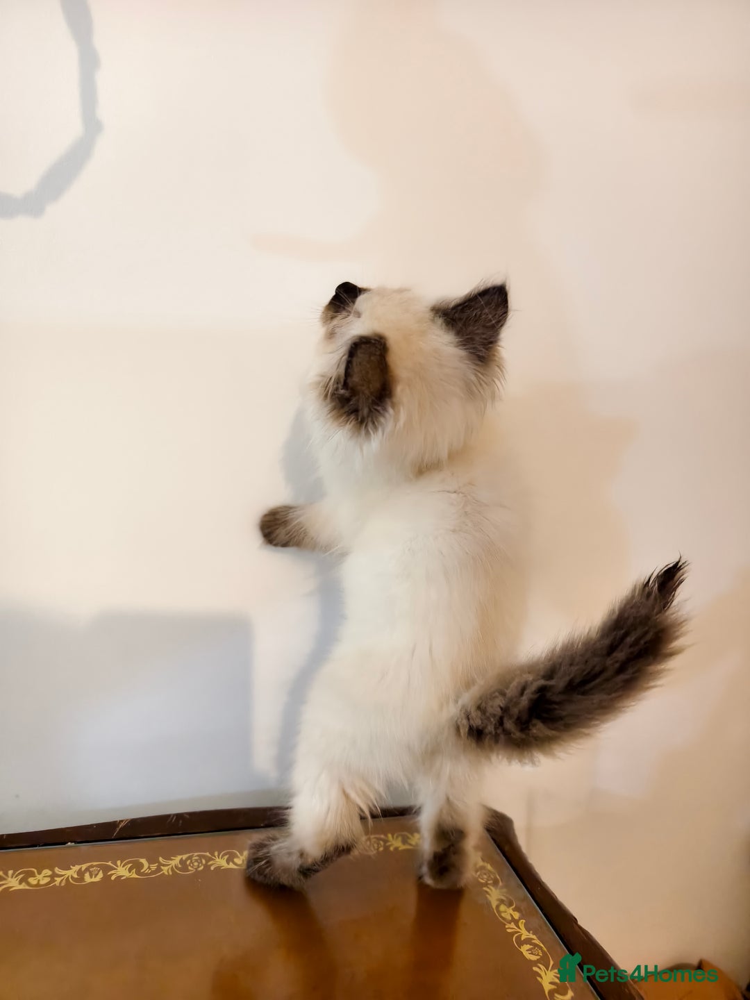 Ragdoll cats for sale: Beautiful Ragdoll Kittens Ready for Sale! - Advert 6