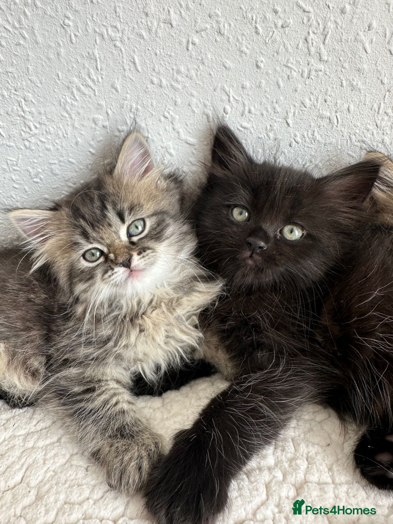 Siberian cats Beautiful Siberian Kittens - Advert 1