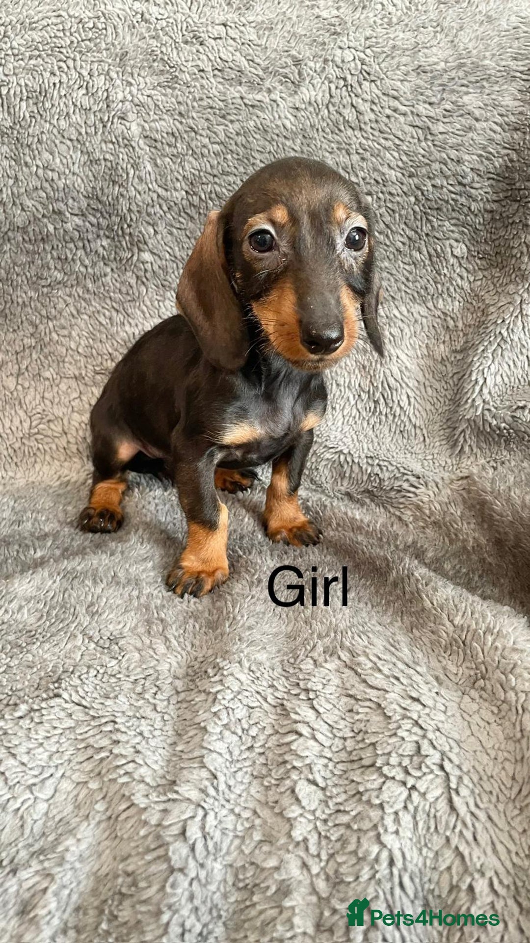 Dachshund dogs for sale: Dachshund Puppies Ready Now Fully Vaccinated  - Image 3