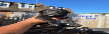 Puppy  8