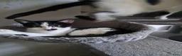 Domestic Shorthair cats for sale: Kittens for sale in Runcorn - Advert 6