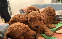 Toy Poodle dogs for sale: Stunning Fox Red Toy Poodles - Image 36