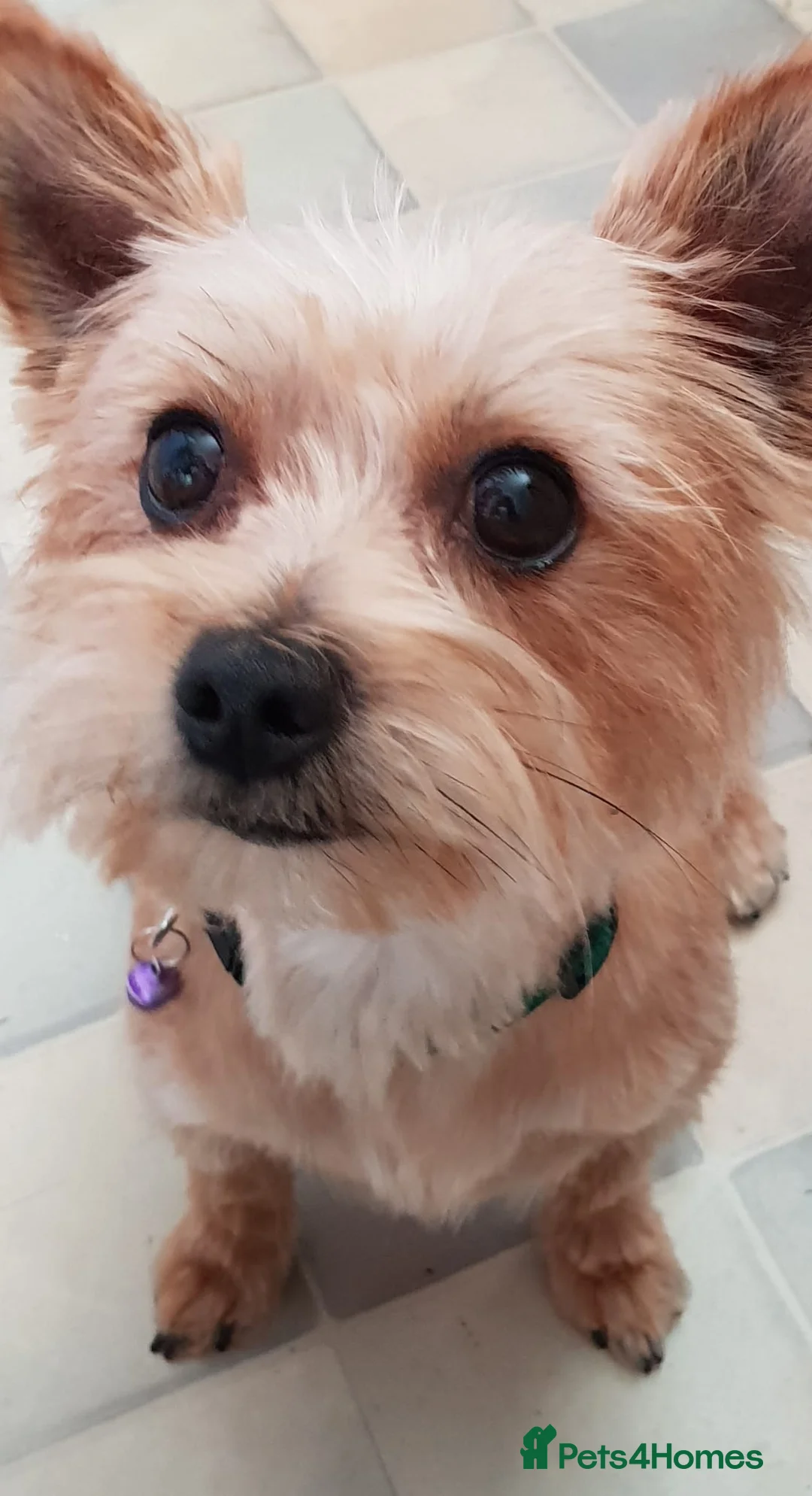 Yorkshire Terrier dogs for stud: Yorkshire terrier for stud - Advert 4