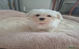 Maltese dogs for sale: Adorable Maltese Puppies For Sale❤️ - Image 9