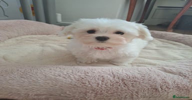 Maltese dogs - Advert 4
