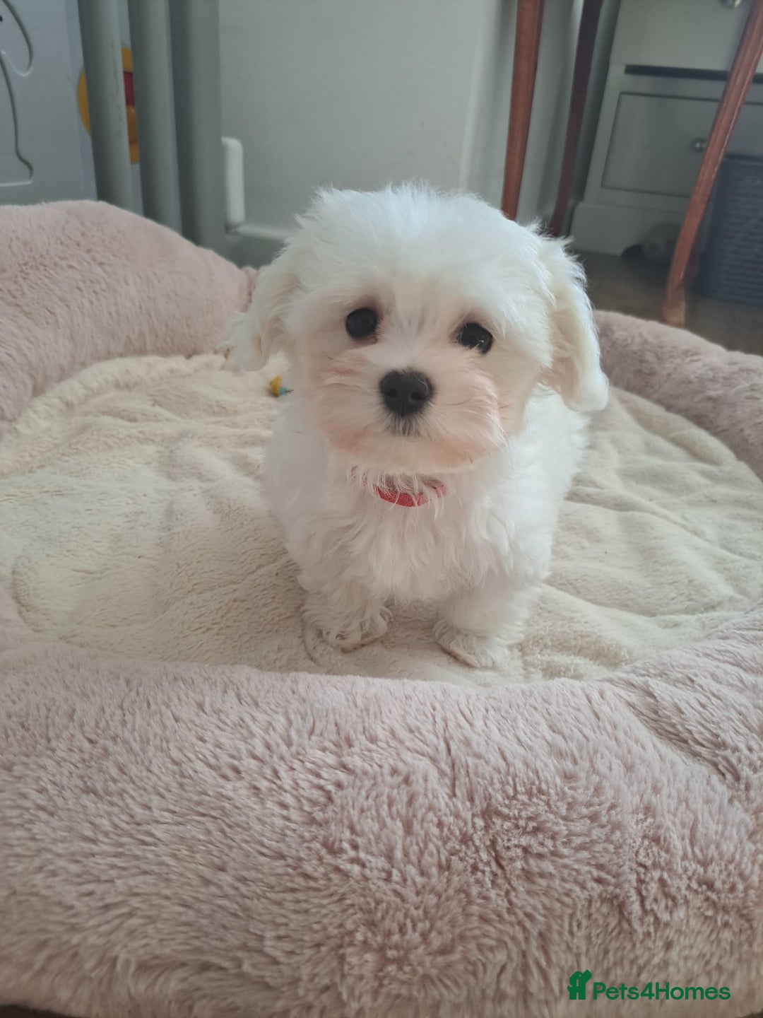Maltese dogs for sale: Adorable Maltese Puppies For Sale❤️ - Image 9