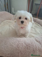 Maltese dogs - Advert 2