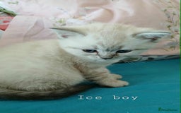 British Shorthair cats for sale: Bsh and Scottish straight mix - Image 11