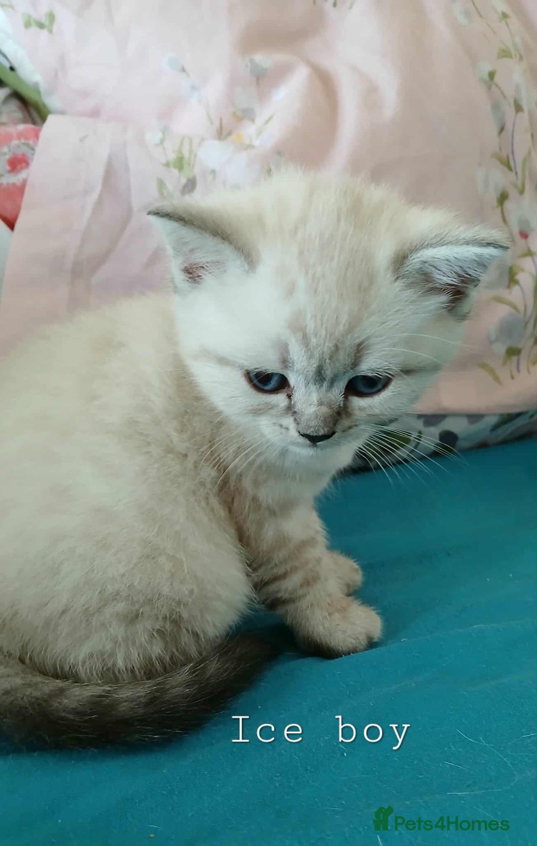 British Shorthair cats for sale: Bsh and Scottish straight mix - Image 11