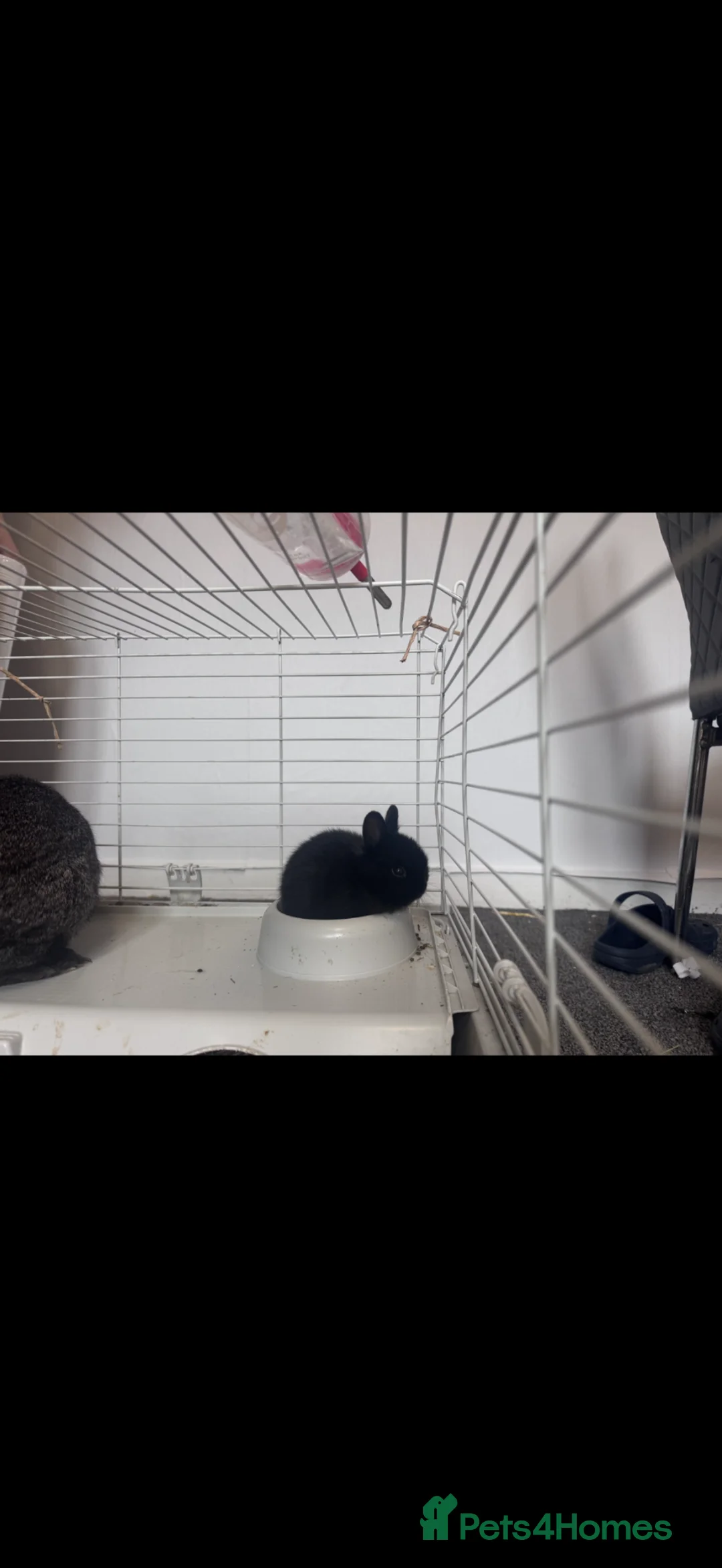 Mixed Breed rabbits for sale: 3 baby rabbits for sale  in Bathgate - Advert 5