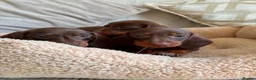 Dachshund dogs for sale: Dachshund  - Advert 6