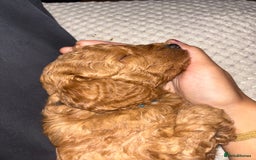Mixed Breed dogs for sale: X1 beautiful red miniature left (boy)  - Image 9