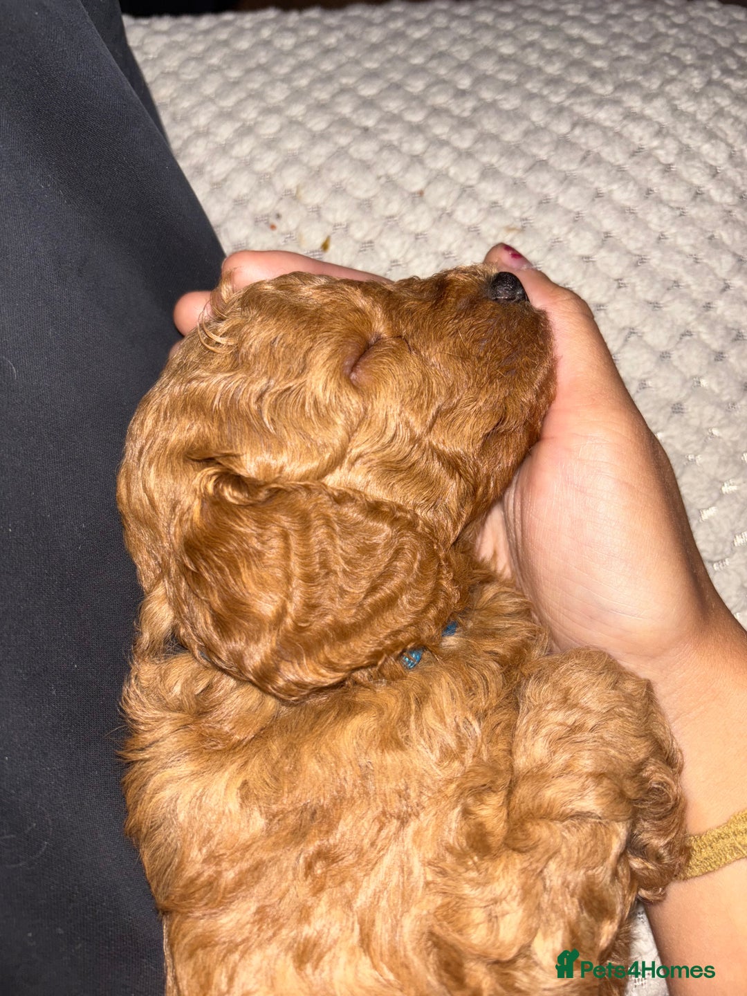 Mixed Breed dogs for sale: X1 beautiful red miniature left (boy)  - Image 9