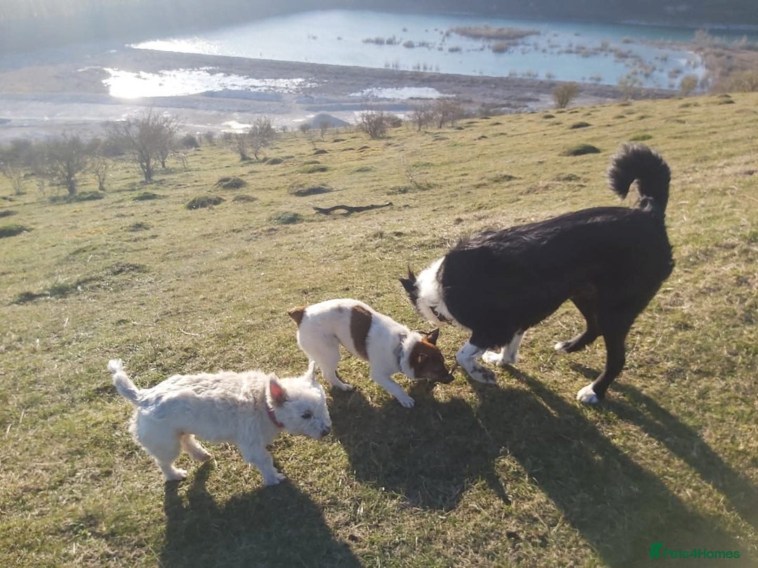 Mixed Breed dogs for sale: Jack RussellXCorgie dog in middle of picture - Image 1