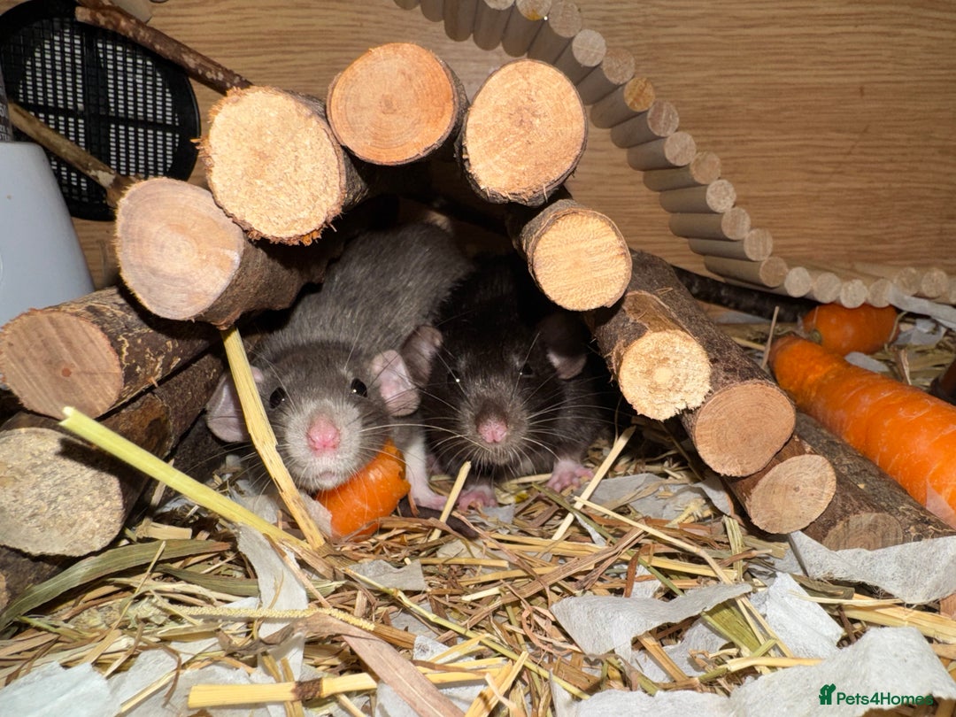 Rat rodents for sale: 3 female rats  - Image 4