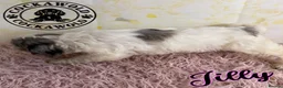 Cockapoo dogs for sale: 💖 EXCEPTIONAL F1 COCKAPOO PUPPIES 💖 - Advert 2