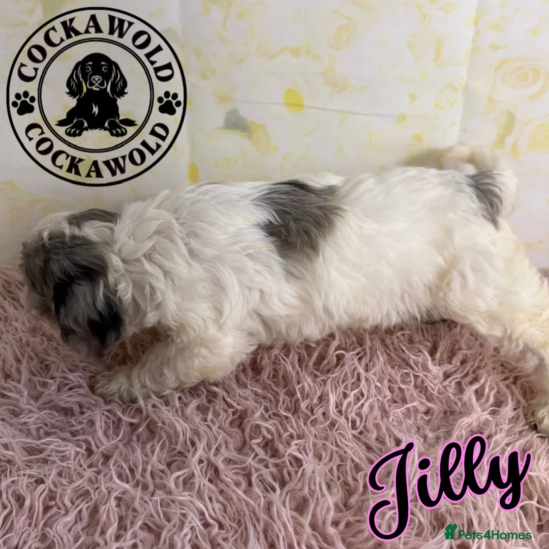 Cockapoo dogs for sale: 💖 EXCEPTIONAL F1 COCKAPOO PUPPIES 💖 - Advert 2