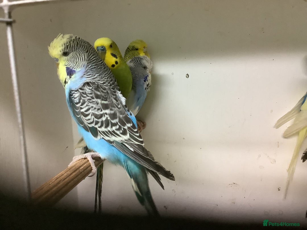 Budgerigars birds for sale: Young and Adult Budgies - Advert 13