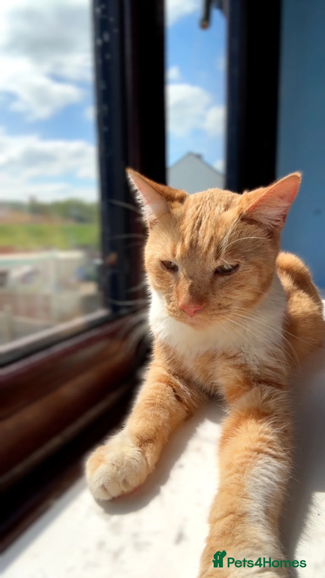 Domestic Shorthair cats for sale: Ginger Tabby Cat in Telford - Advert 2