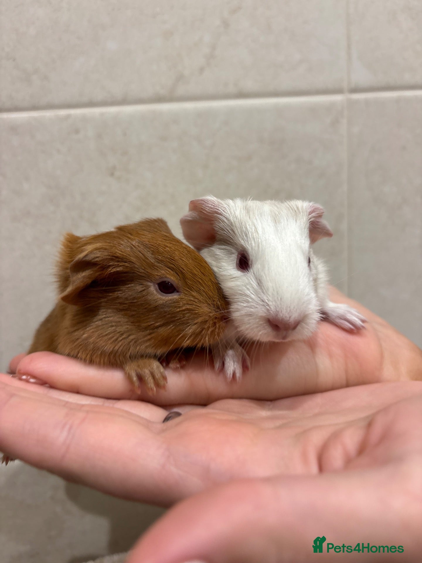 Guinea Pig rodents Bonded male guinea pigs  - Advert 5