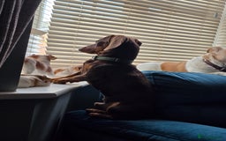 Dachshund dogs for stud: Stud for use - Image 4