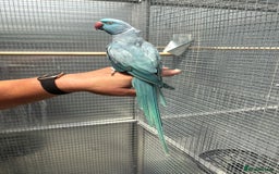 Ringnecks birds for sale: Blue Ringneck Male - Image 3
