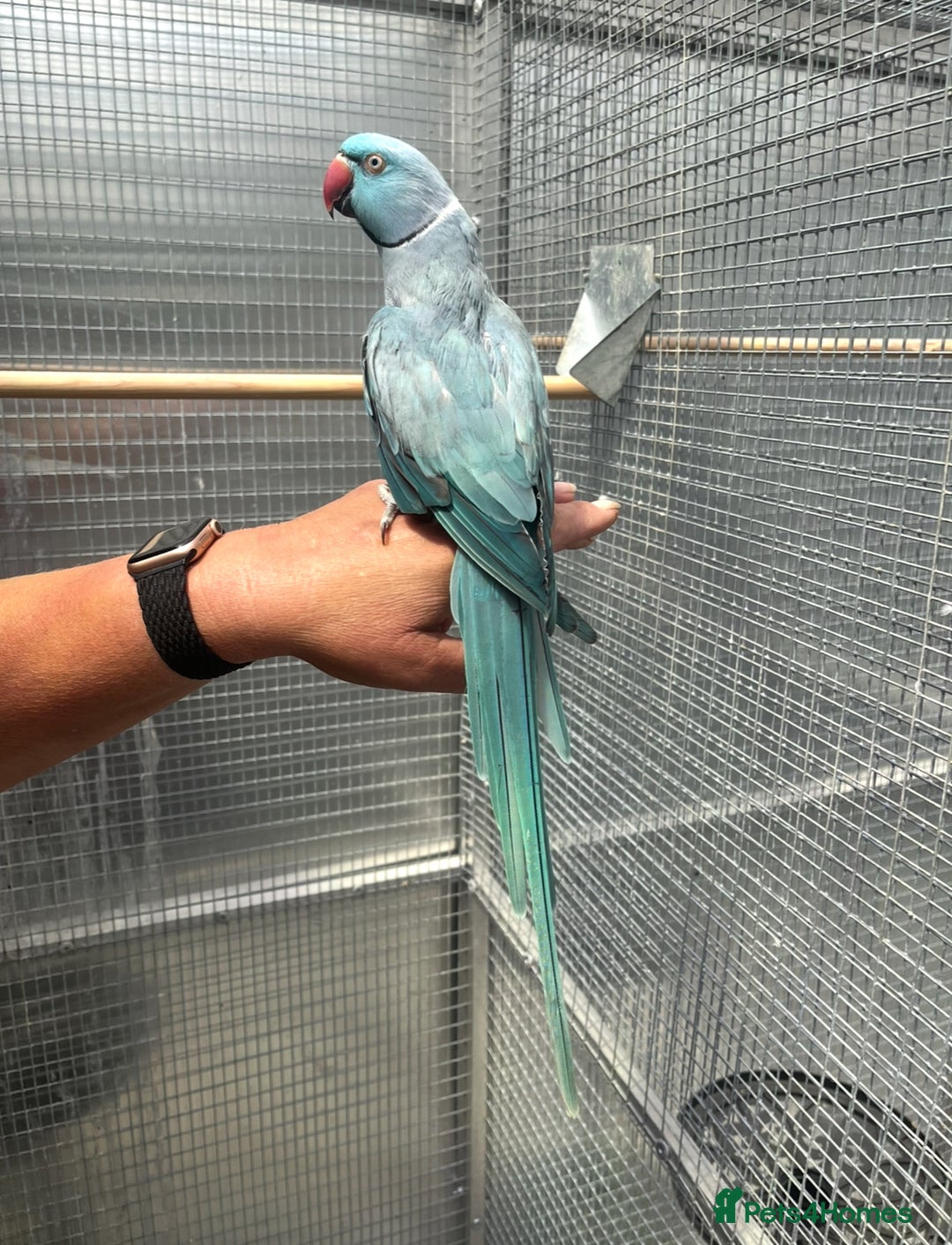 Ringnecks birds for sale: Blue Ringneck Male - Image 3