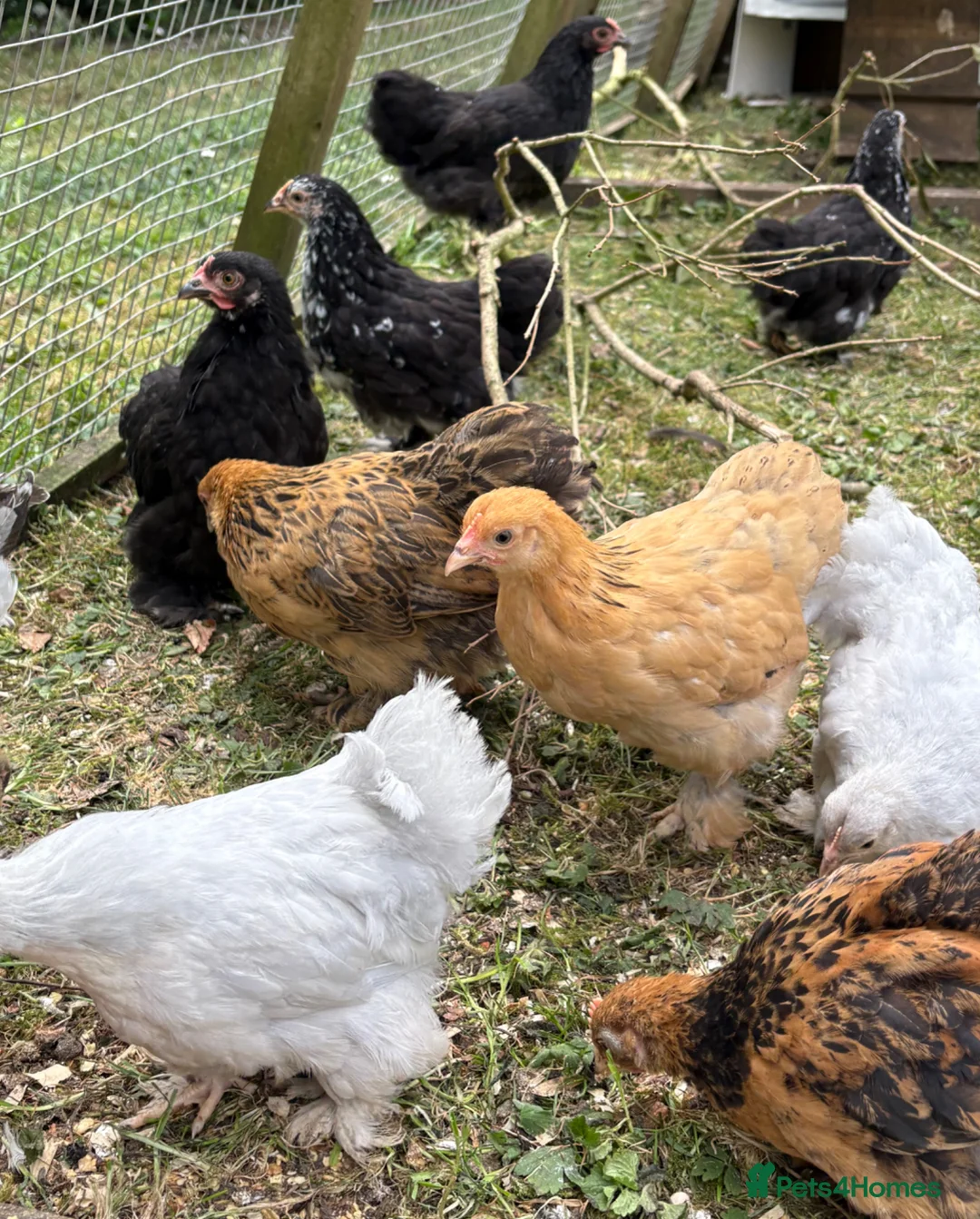 Chickens poultry for sale: Pekin Bantam  in Bury Saint Edmunds - Advert 2