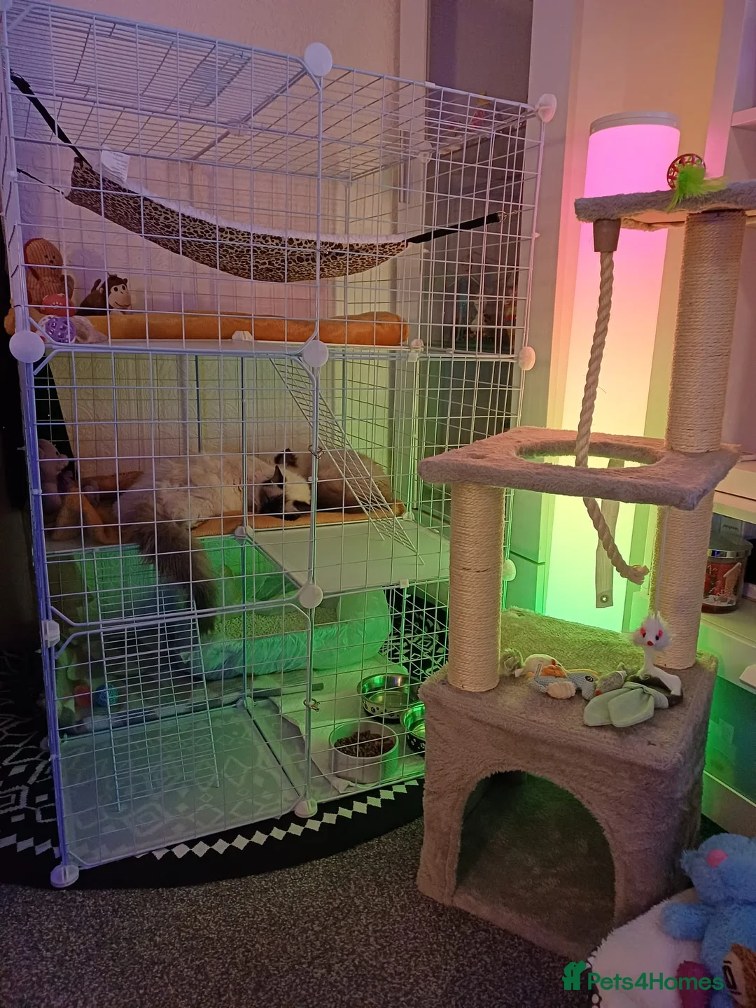 Ragdoll cats for sale: Two Ragdolls for Rehome/sale - Advert 5